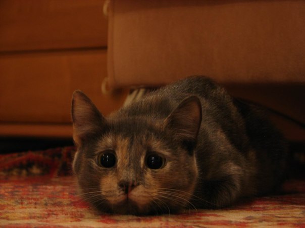 Коты из сети