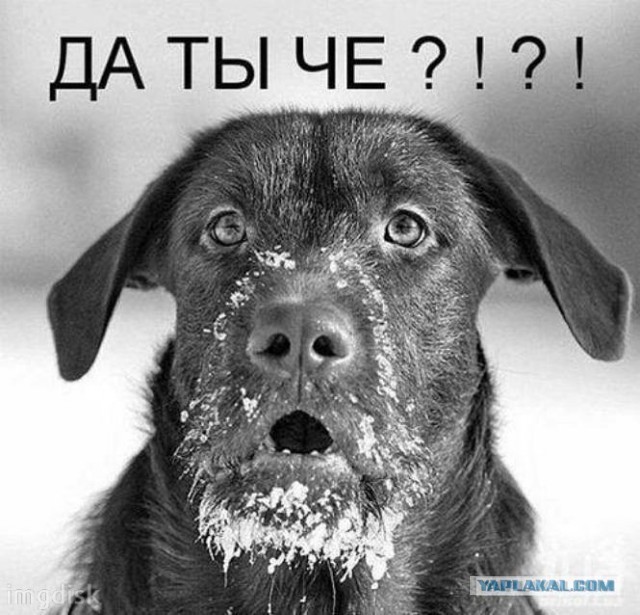 Жительницу Петербурга оштрафовали за выгул собаки без намордника