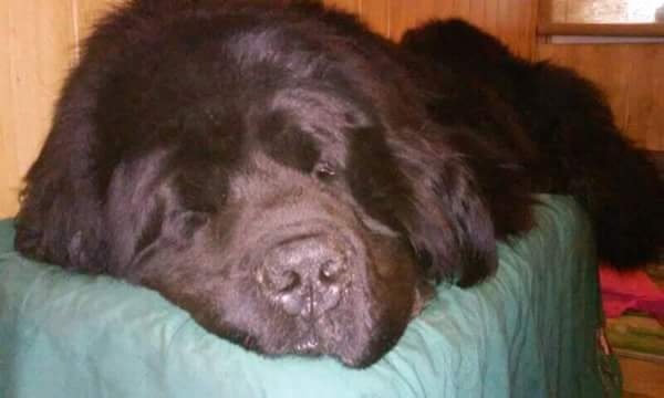 Ньюфаундленд - идеальная собака для семьи