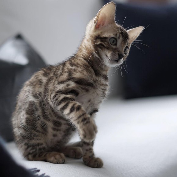 Немного милоты