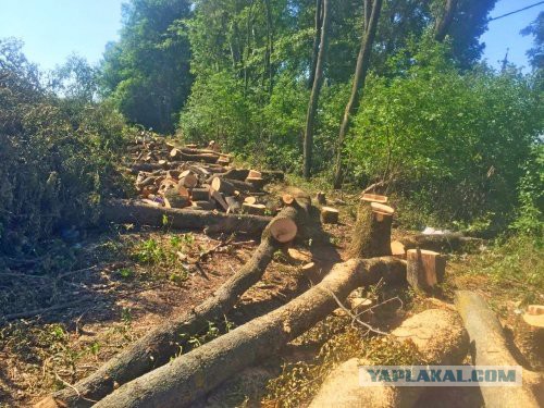 Родственники Александра Ткачева уничтожают зеленую зону на хуторе Ленино в Краснодаре