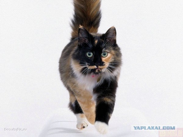 Котовторник?! Коты во вторник!