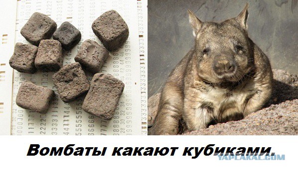 Подборка бесполезных фактов