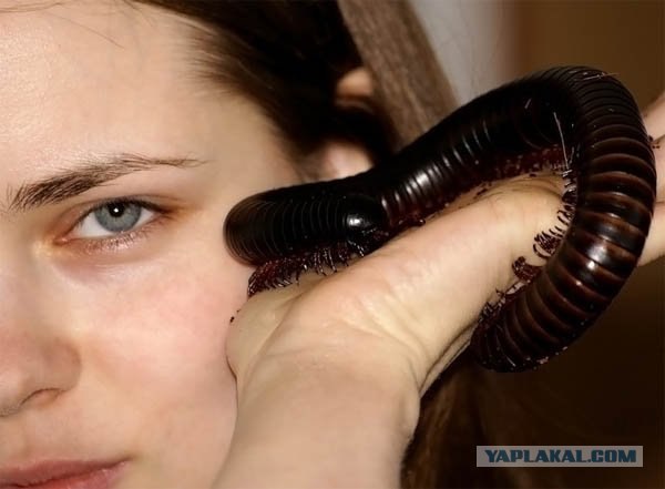Cамые экзотические домашние питомцы