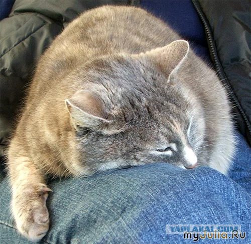 Котовторник: Кошки и ягнёнок
