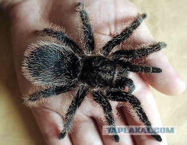 Знакомьтесь, Кеша!