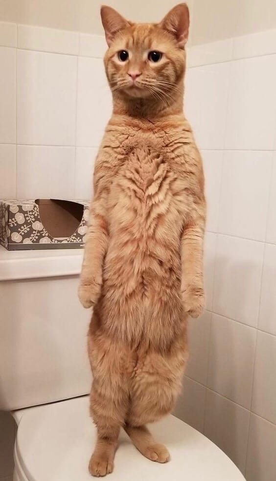 Эти забавные животные