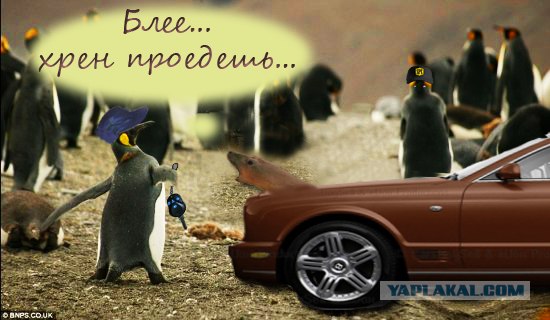 Фотожаба: А ну не ори на меня!