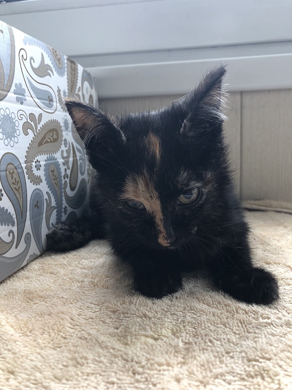 Мои личные котейки к котовторнику!
