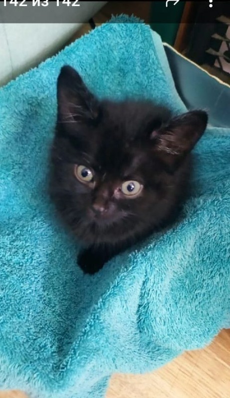 Я опять кота нашёл