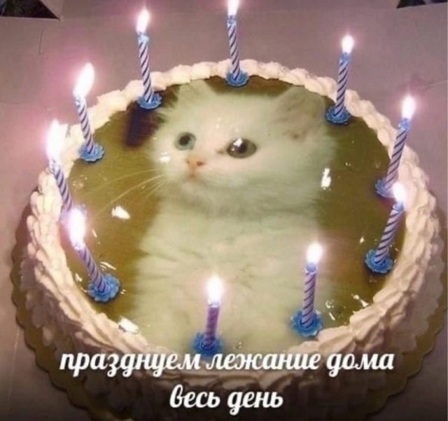 К котовторнику: подборка картинок-баянов с котиками и про котиков. Выпуск 17