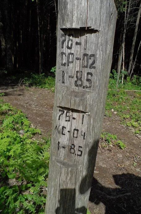 Три мифа о выживании в лесу, которые могут стоить жизни