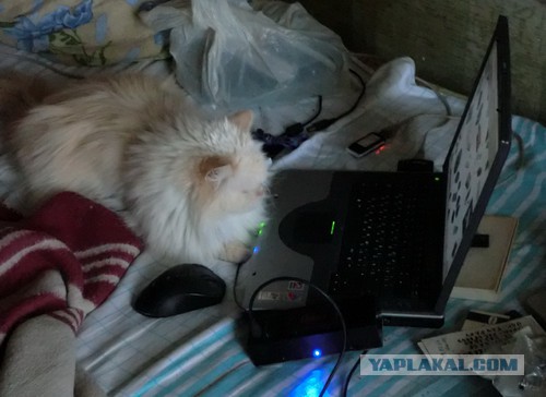 Коты ученых