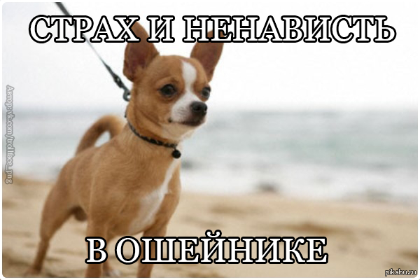 Хозяйки собак...
