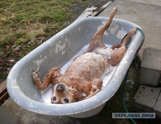 Собакен- ванну принимакен