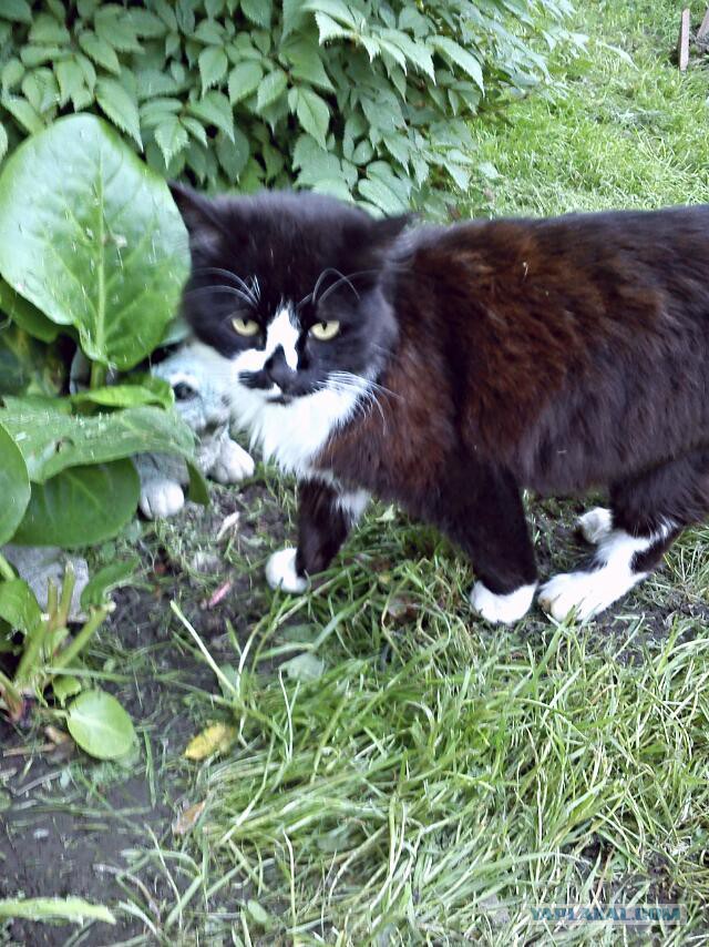 Котовторник