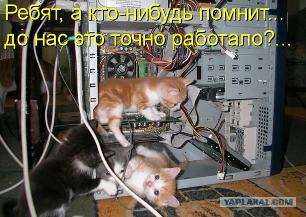 Прикольные коты