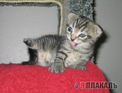 Коты, кошки, котята