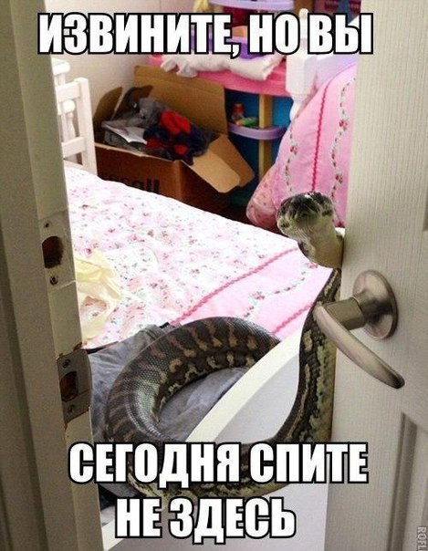 Мохнатые беспредельщики