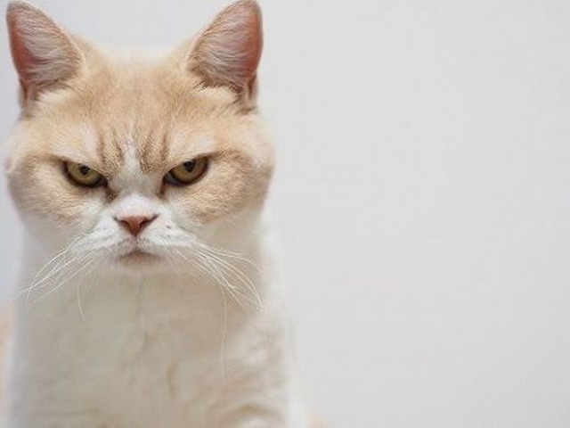 20 злобных животных, которым лучше не переходить дорогу