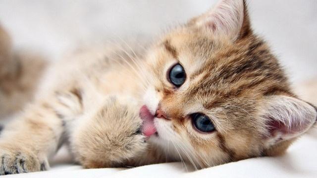 Коты и Кошки