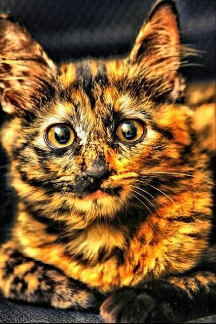 Коты и Кошки