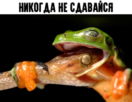 Немного весёлых картинок в эту субботу