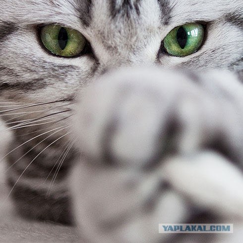Котейкин вторник! Космический 12.04!