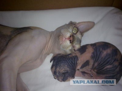 Котовторник с Максом