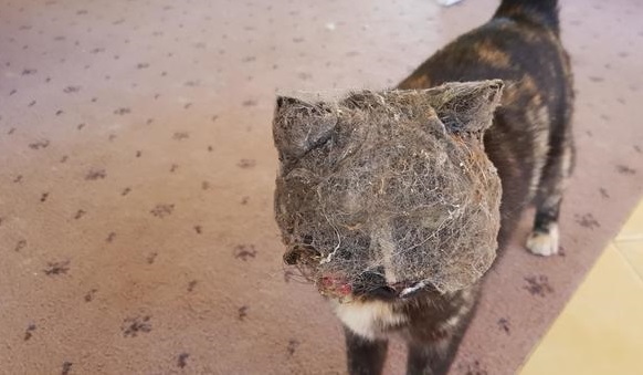 Прикольных котов пост