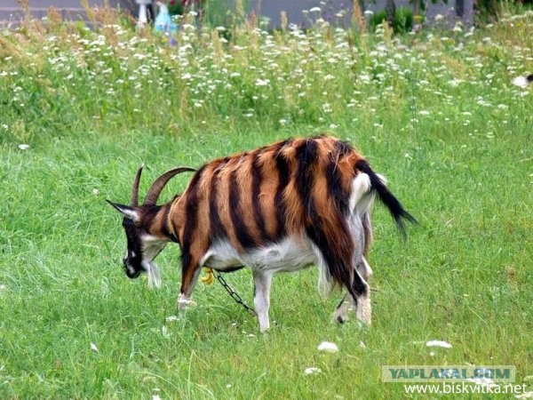 В крымском зоопарке амурский тигр Мурзик изнасиловал козла Иннокентия, а потом его съел