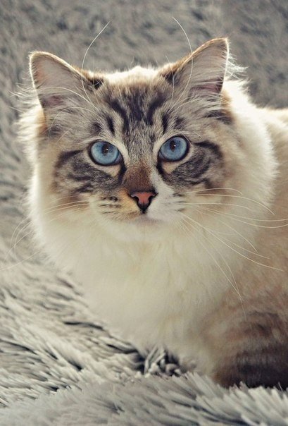 Забавные фото котеек