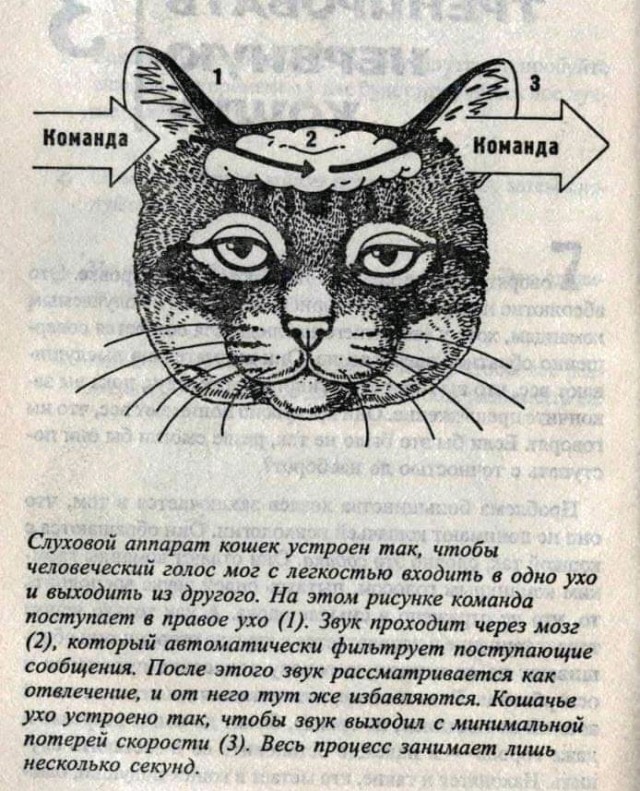 Картинки с надписями, истории и анекдоты 28.12.19