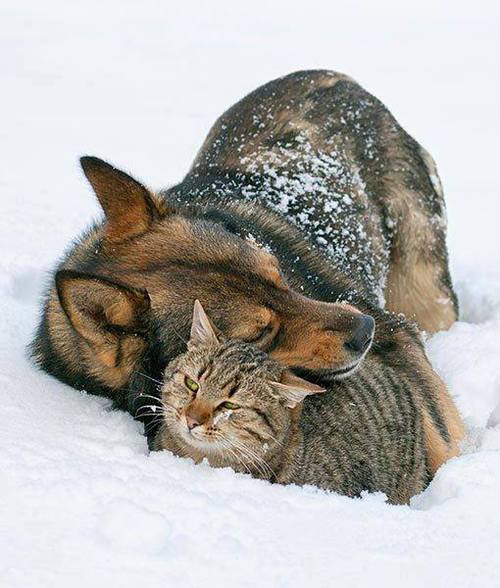 Уже не котовторник, но еще и не собакочетверг
