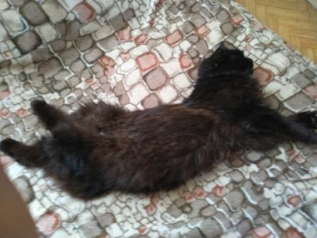 Котовторник же...