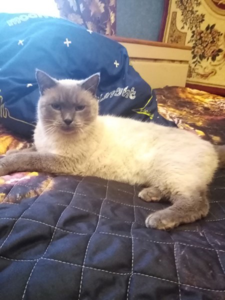 Последний котовторник лета