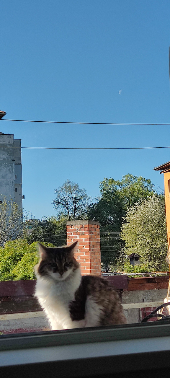Котовторник