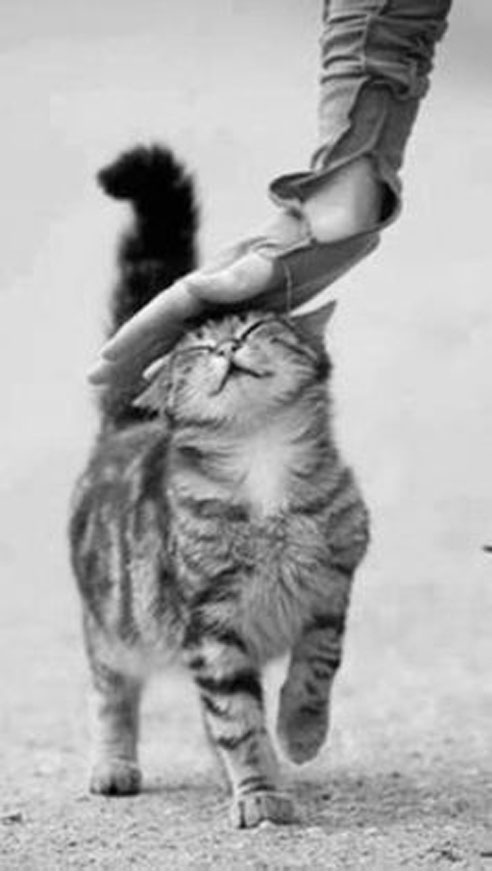 Прикольные и просто красивые картинки 18.11.2025