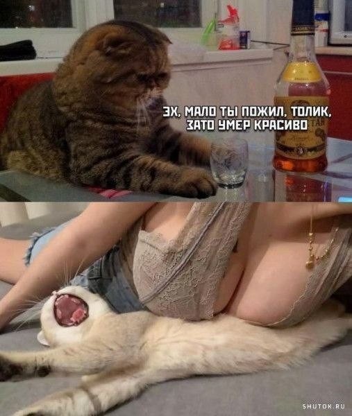 Картинки для деградации 228 (разной степени свежести)