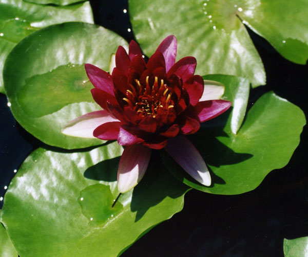 Шелковые дети под охраной гаруд