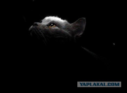 Котовторник 21.10.2014