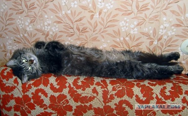 Как спят кошки: интересные факты
