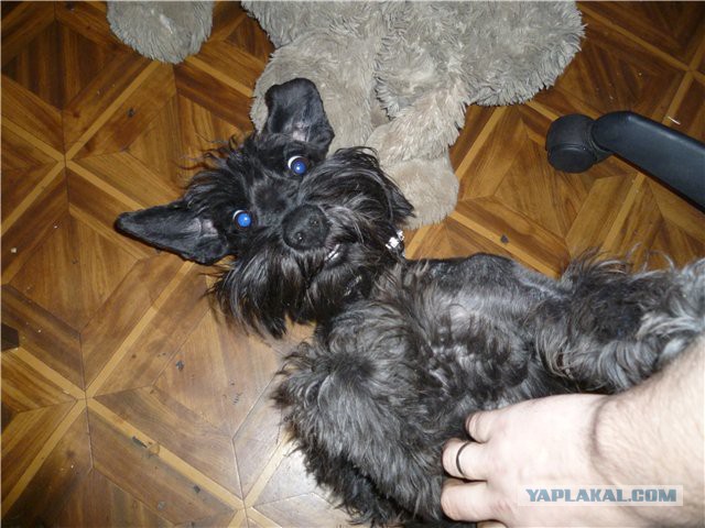 Наши животные "до" и "после"