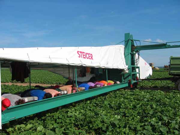 Посадка и окучивание картошки в Нидерландах , все для людей