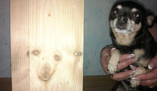 Прикольные животные