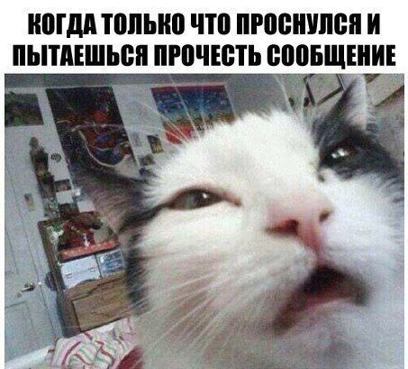 Смешные картинки с надписями