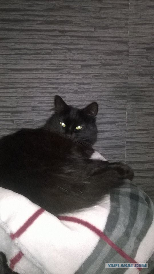 Котовторник 22.11.2016