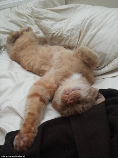 Коты и Кошки