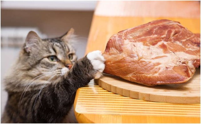 Коты и Кошки
