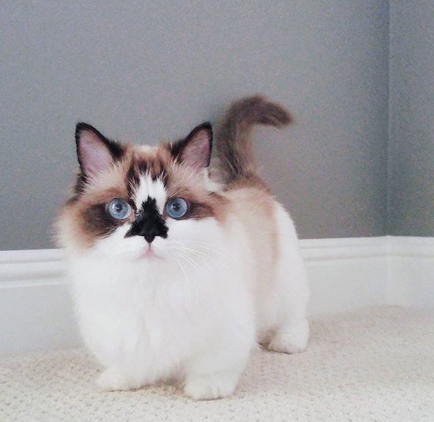 Коты и Кошки